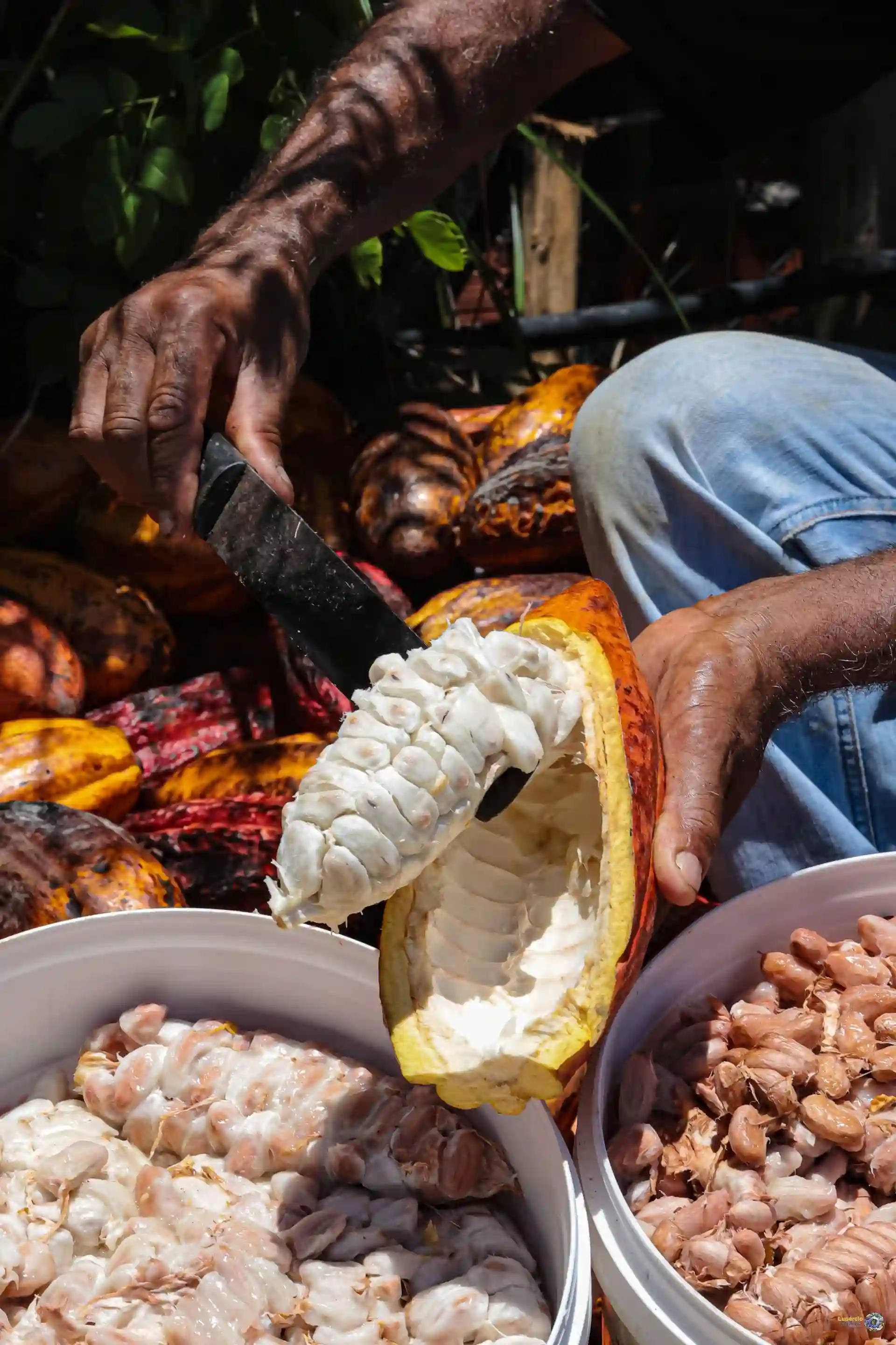 Mãos abrindo frutos de cacau sobre bacias, com a polpa branca e as amêndoas à mostra