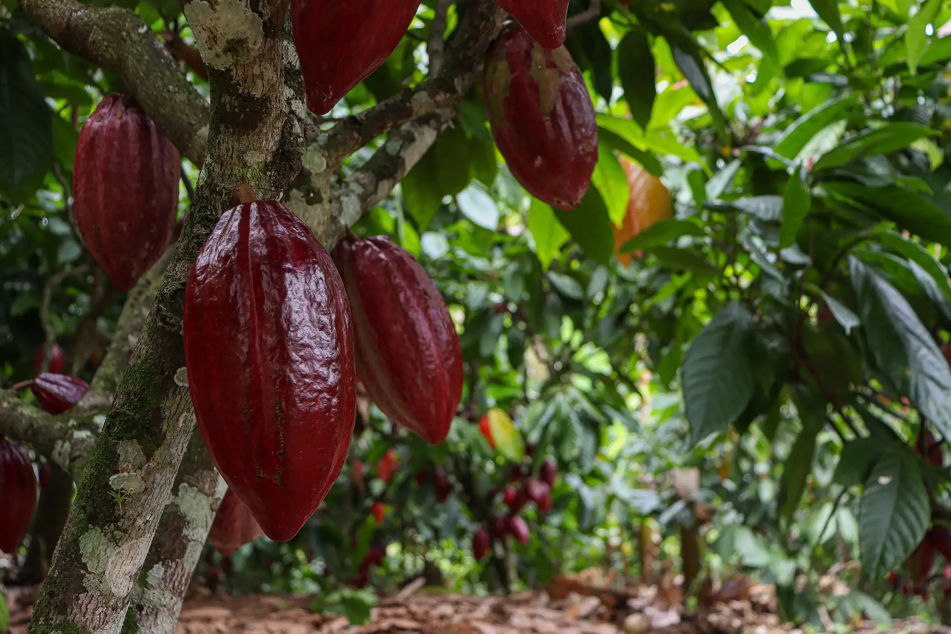 Ripe red and purple cocoa pods hanging from the trunk of a cocoa tree in the shade