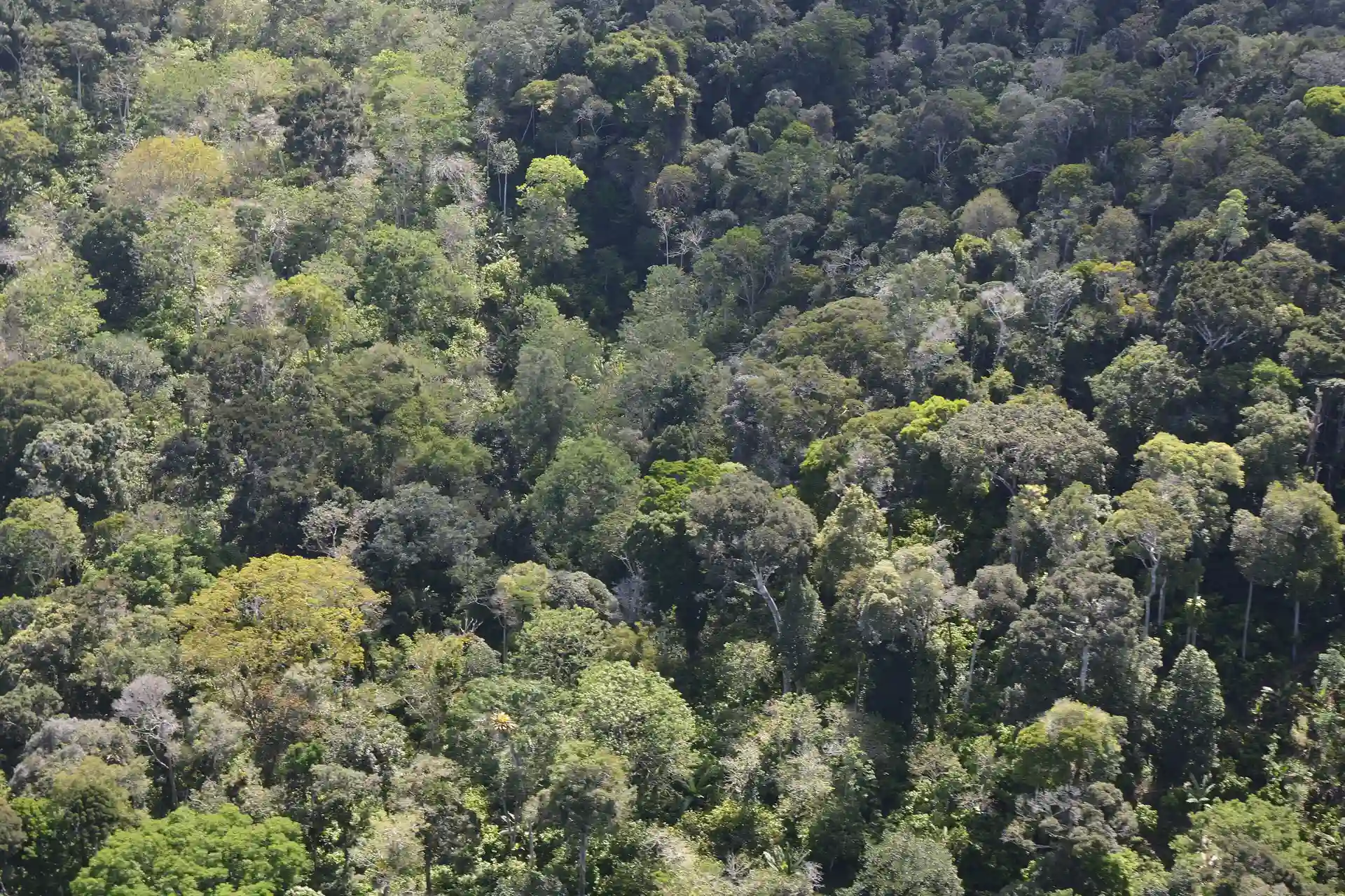 The Atlantic Forest canopy of Serra do Conduru State Park from above, with the sea behind