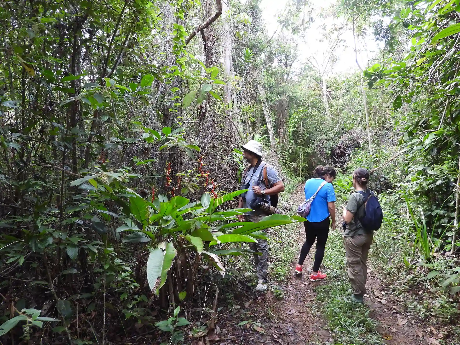 Caminhantes numa trilha dentro da mata fechada do Parque Estadual da Serra do Conduru