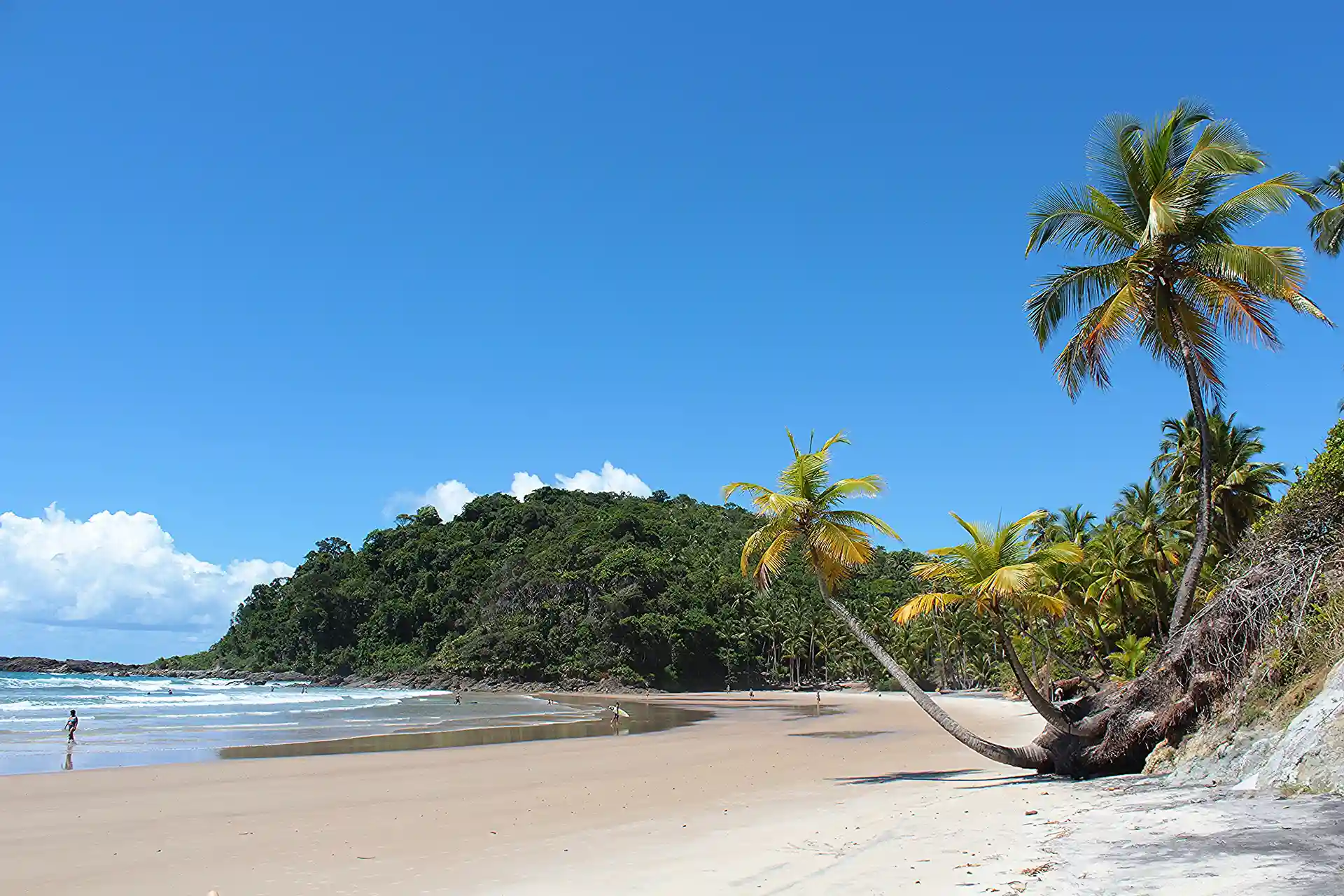 A Praia da Engenhoca, em Itacaré: um coqueiro deitado sobre a areia e o morro de mata no fim da praia
