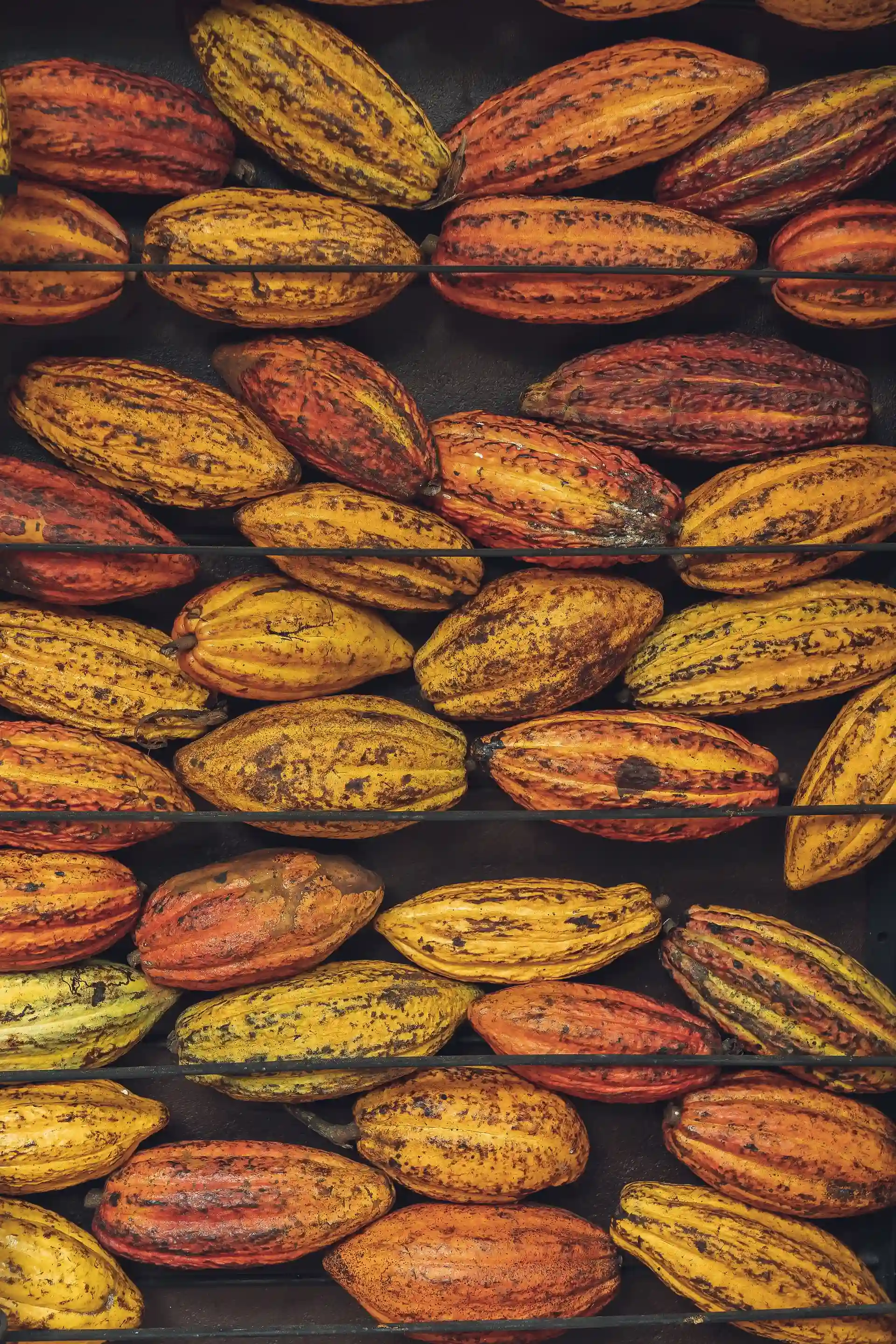 Frutos de cacau maduros preenchendo o quadro