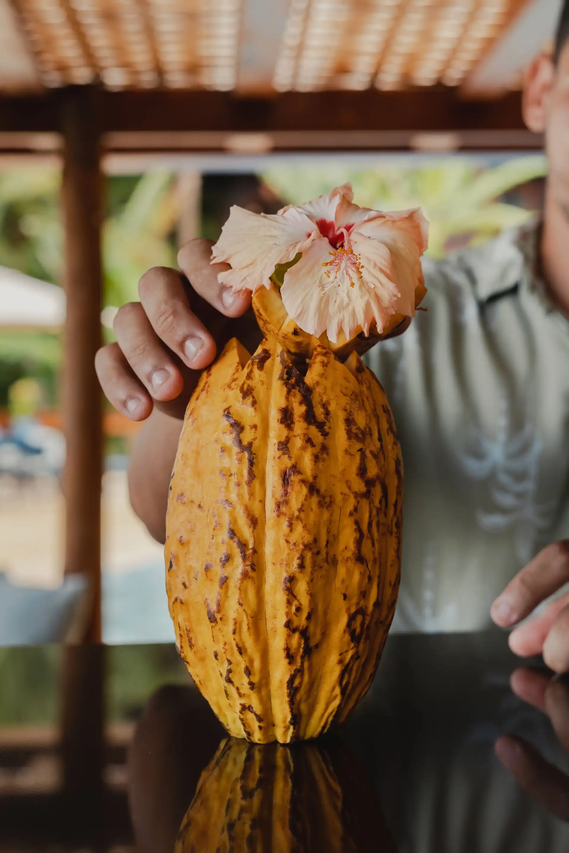 Duas mãos segurando um fruto de cacau amarelo, com a flor de cacau apoiada em cima dele