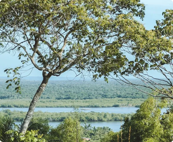O rio de Contas visto do alto por entre a copa das árvores, com a mata fechada na outra margem